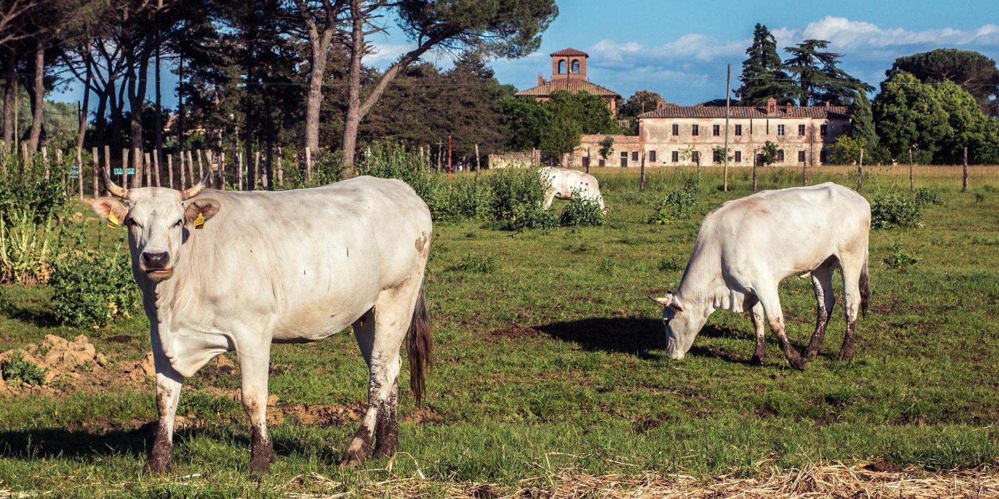 Tenuta La Fratta Sinalunga Extérieur photo